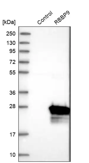 Merck Anti-RBBP9 antibody produced in rabbit