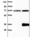Merck Anti-LRRC3B antibody produced in rabbit