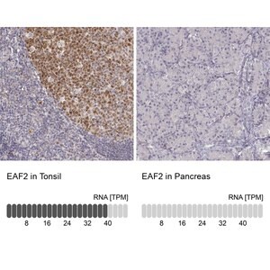 Merck Anti-EAF2 antibody produced in rabbit