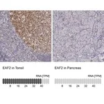 Merck Anti-EAF2 antibody produced in rabbit