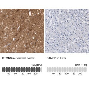 Merck Anti-STMN3 antibody produced in rabbit