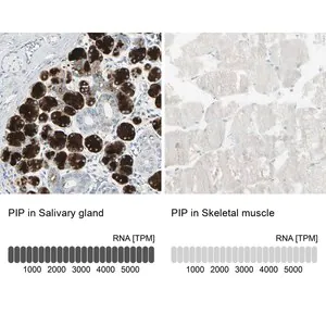 Merck Anti-PIP antibody produced in rabbit