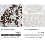Merck Anti-PIP antibody produced in rabbit
