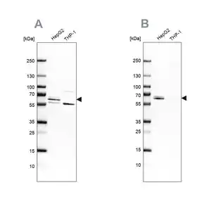 Merck Anti-CDR2 antibody produced in rabbit