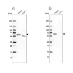 Merck Anti-CDR2 antibody produced in rabbit