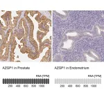 Merck Anti-AZGP1 antibody produced in rabbit