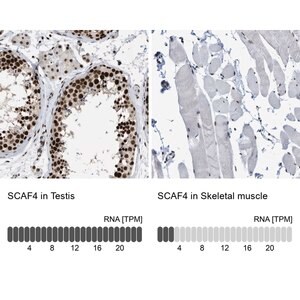 Merck Anti-SCAF4 antibody produced in rabbit