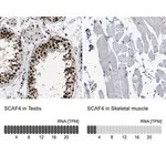 Merck Anti-SCAF4 antibody produced in rabbit