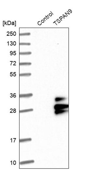 Merck Anti-TSPAN9 antibody produced in rabbit