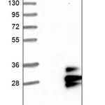 Merck Anti-TSPAN9 antibody produced in rabbit