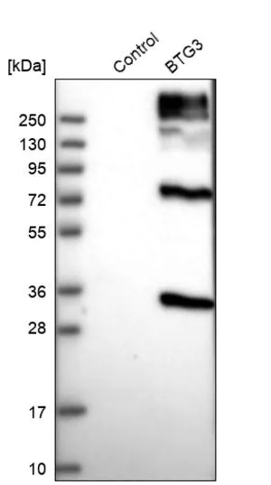 Merck Anti-BTG3 antibody produced in rabbit