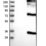 Merck Anti-BTG3 antibody produced in rabbit