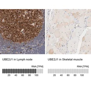 Merck Anti-UBE2J1 antibody produced in rabbit