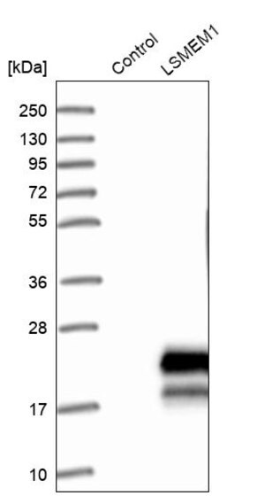Merck Anti-LSMEM1 antibody produced in rabbit