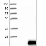 Merck Anti-LSMEM1 antibody produced in rabbit