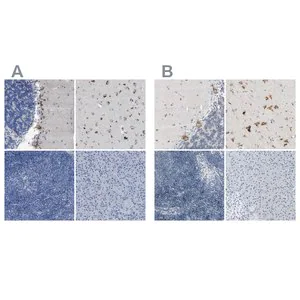Merck Anti-B4GALNT1 antibody produced in rabbit