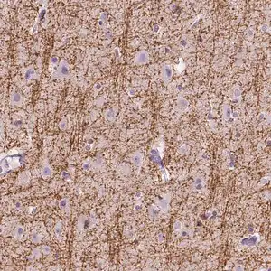 Merck Anti-SIRT2 antibody produced in rabbit