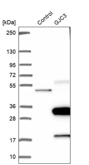 Merck Anti-GJC3 antibody produced in rabbit