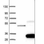 Merck Anti-GJC3 antibody produced in rabbit