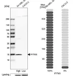Merck Anti-IFITM3 antibody produced in rabbit
