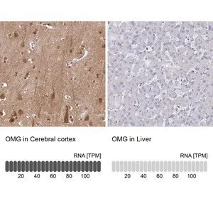 Merck Anti-OMG antibody produced in rabbit