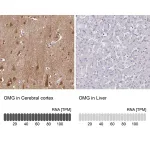 Merck Anti-OMG antibody produced in rabbit