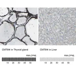Merck Anti-CMTM4 antibody produced in rabbit