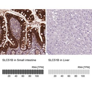 Merck Anti-SLC51B antibody produced in rabbit