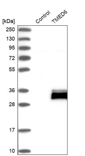 Merck Anti-TMED6 antibody produced in rabbit