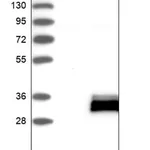 Merck Anti-TMED6 antibody produced in rabbit