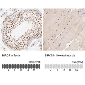 Merck Anti-BIRC5 antibody produced in rabbit