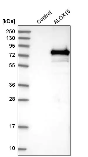 Merck Anti-ALOX15 antibody produced in rabbit