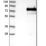Merck Anti-ALOX15 antibody produced in rabbit