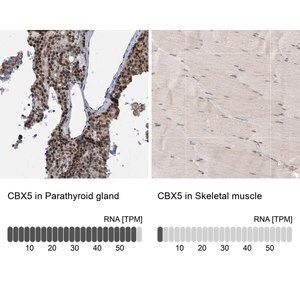 Merck Anti-CBX5 antibody produced in rabbit