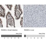 Merck Anti-RAD9A antibody produced in rabbit