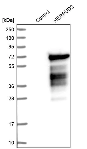 Merck Anti-HERPUD2 antibody produced in rabbit