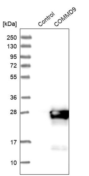 Merck Anti-COMMD9 antibody produced in rabbit