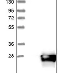 Merck Anti-COMMD9 antibody produced in rabbit