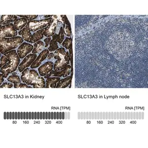 Merck Anti-SLC13A3 antibody produced in rabbit