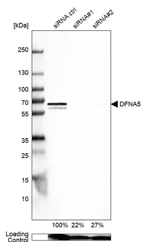 Merck Anti-DFNA5 antibody produced in rabbit