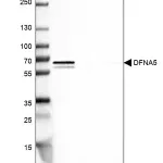 Merck Anti-DFNA5 antibody produced in rabbit