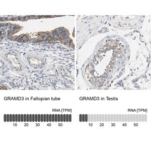 Merck Anti-GRAMD3 antibody produced in rabbit