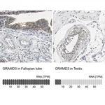 Merck Anti-GRAMD3 antibody produced in rabbit