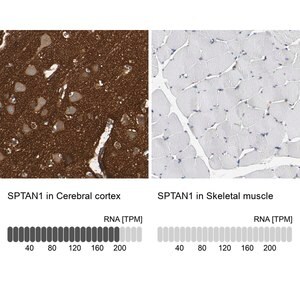 Merck Anti-SPTAN1 antibody produced in rabbit