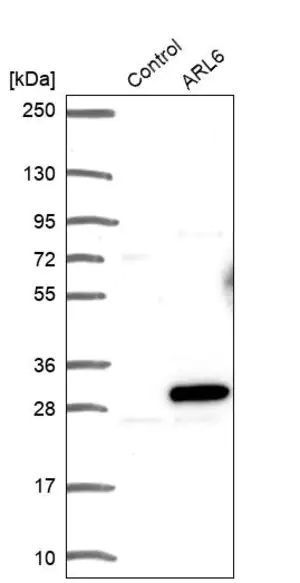 Merck Anti-ARL6 antibody produced in rabbit