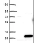 Merck Anti-ARL6 antibody produced in rabbit