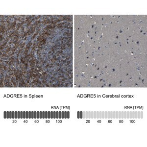 Merck Anti-ADGRE5 antibody produced in rabbit