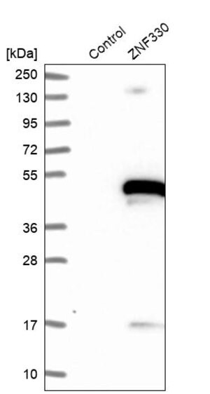 Merck Anti-ZNF330 antibody produced in rabbit