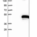 Merck Anti-ZNF330 antibody produced in rabbit