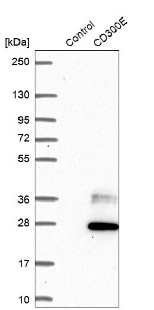 Merck Anti-CD300E antibody produced in rabbit